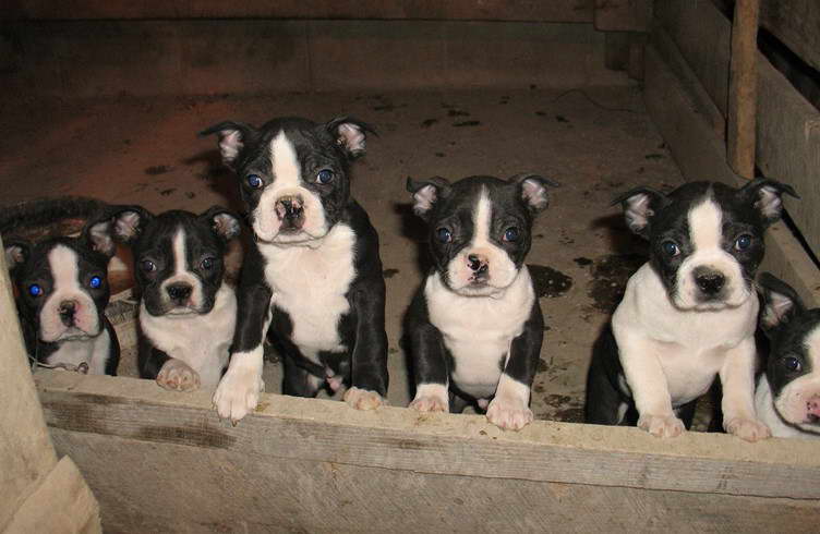 Boston Terrier For Sale Illinois