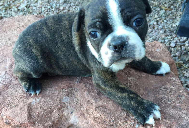 Boston Terrier For Sale in VA