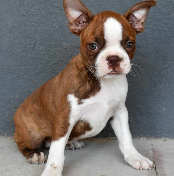 Boston Terrier Puppies CT