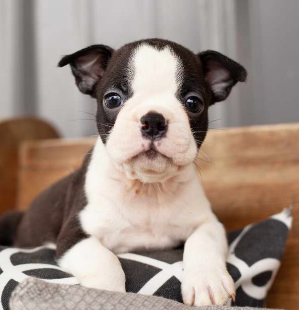 Boston Terrier Puppies For Sale in Arkansas