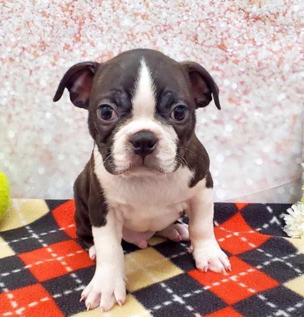 Boston Terrier Puppies for Sale in Louisiana