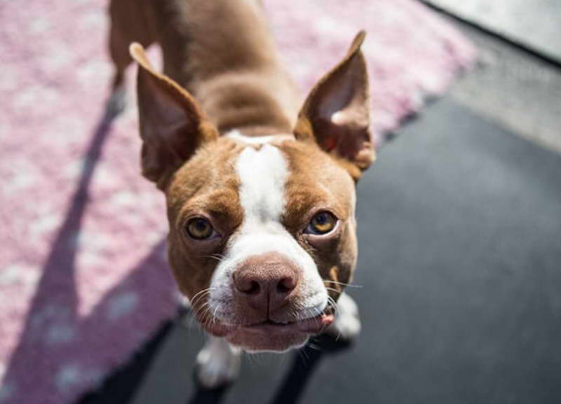 Boston Terrier Puppies For Sale Los Angeles