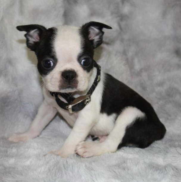 Boston Terrier Puppies For Sale Sacramento