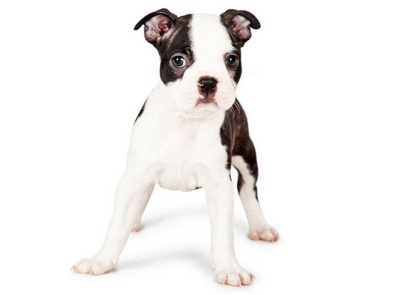 Boston Terrier Puppies Houston