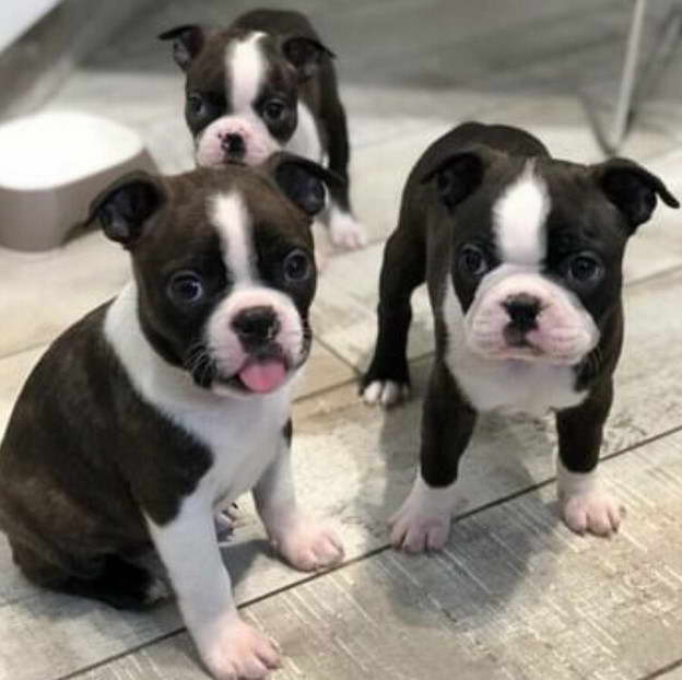 Boston Terrier Puppies in PA