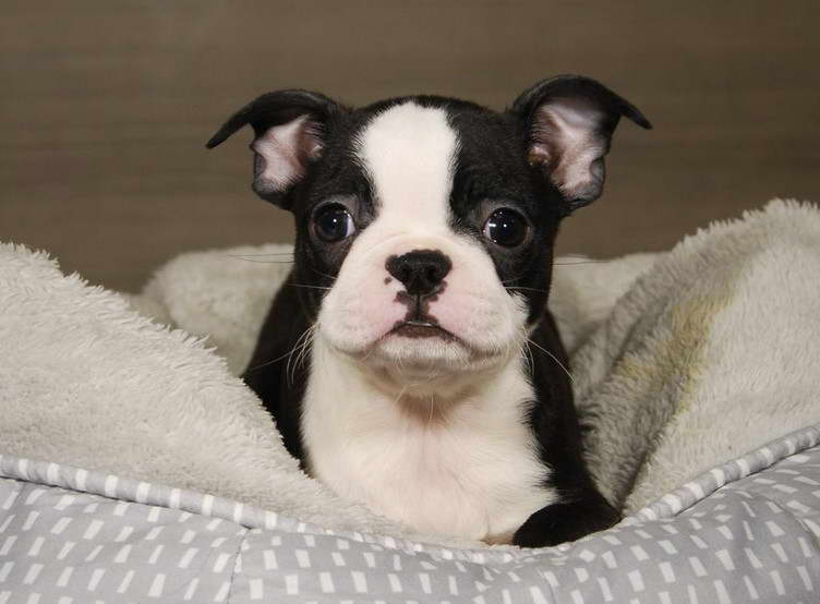 Boston Terrier Puppies Iowa