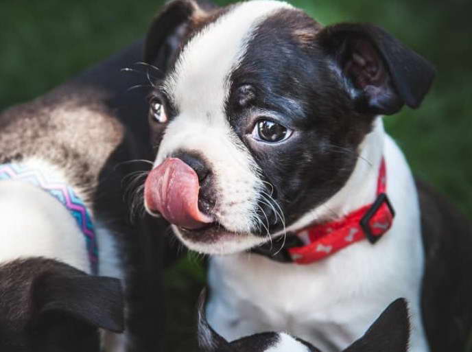 Boston Terrier Puppy Food