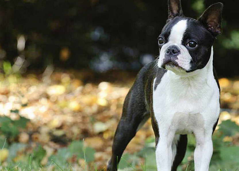 Boston Terrier Rescue NY