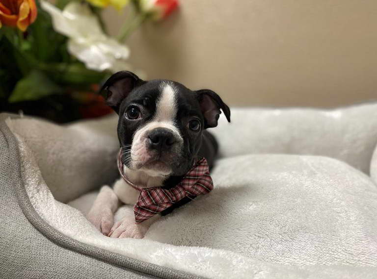 Boston Terrier San Antonio