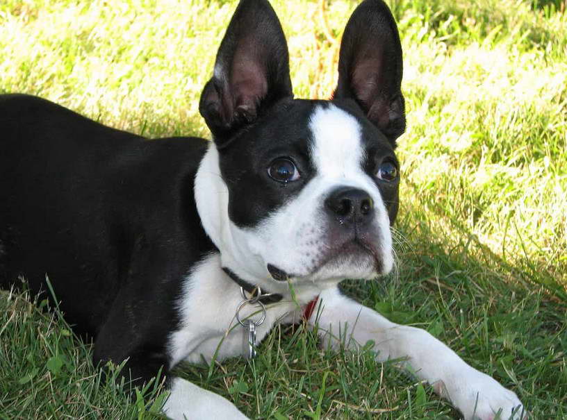 Boston Terrier Standard