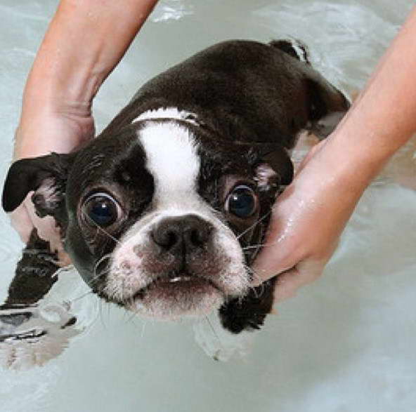 Boston Terrier Swimming