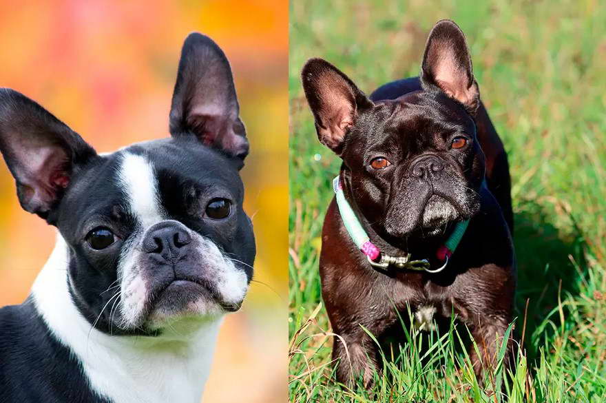 Boston Terrier y Bulldog Francs