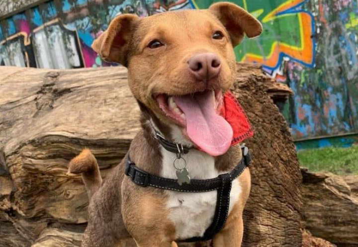 Brown Jack Russell Terrier Mix