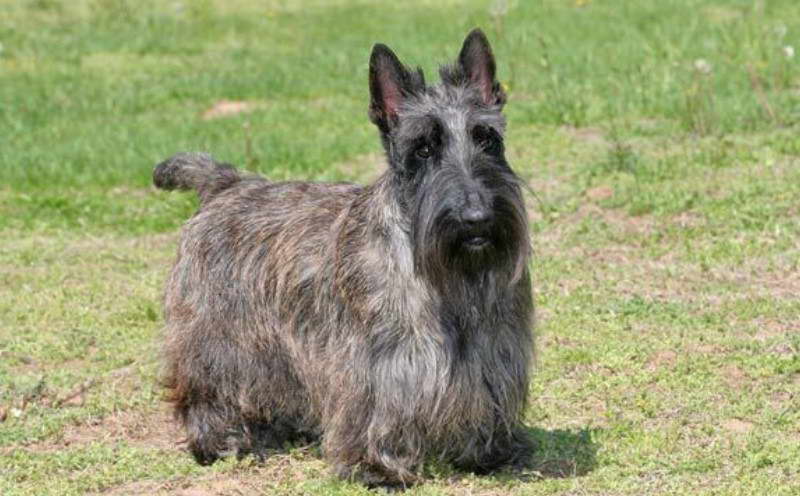 Brown Scottish Terrier