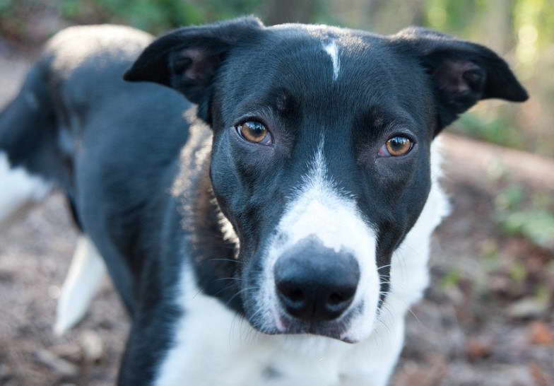 Bull Terrier Australian Shepherd Mix