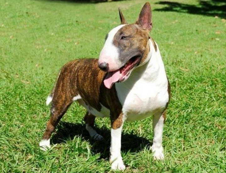 Bull Terrier For Sale AZ