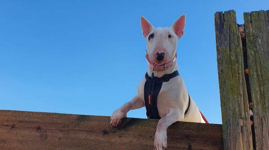 Bull Terrier For Sale Florida