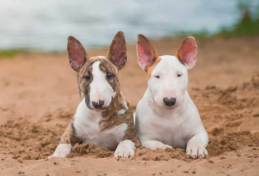 Bull Terrier For Sale Miami