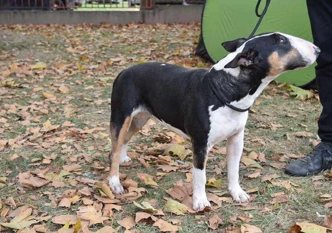 Bull Terrier Height