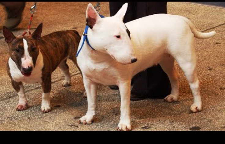 Bull Terrier Miniatura