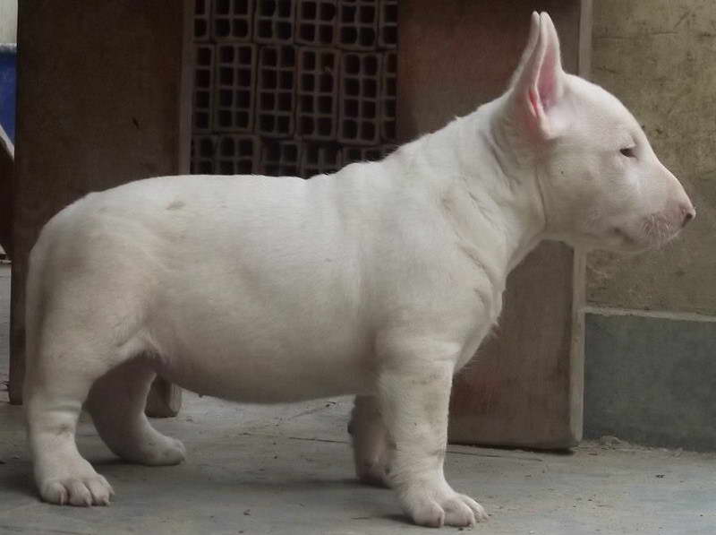 Bull Terrier Mix Breeds