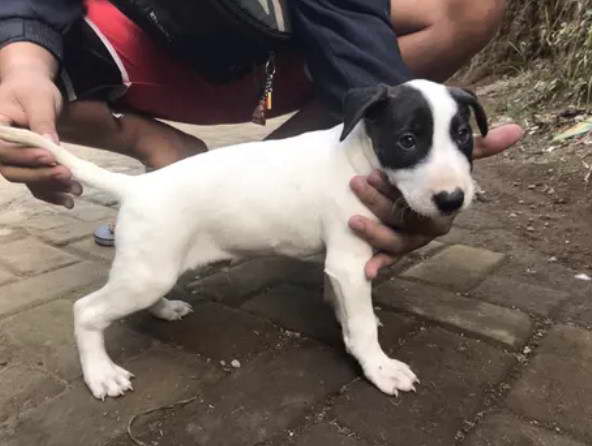 Bull Terrier Mix Puppies