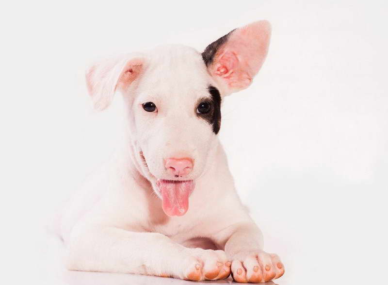 Bull Terrier Mix With Bully