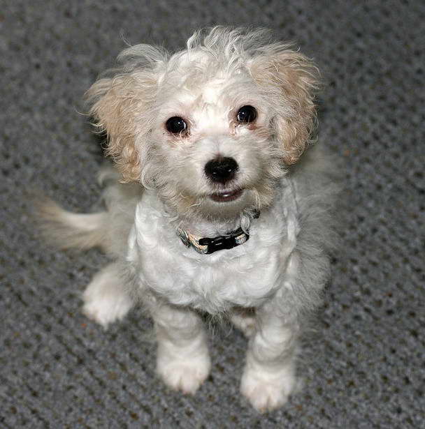 Bull Terrier Poodle