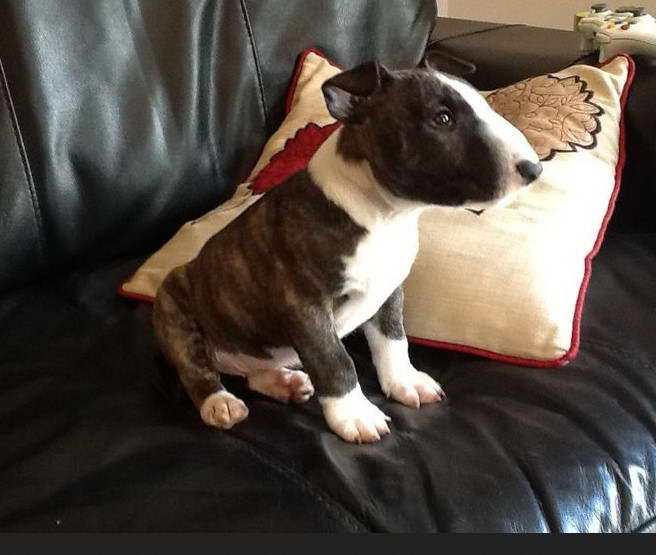 Bull Terrier Puppies Oregon