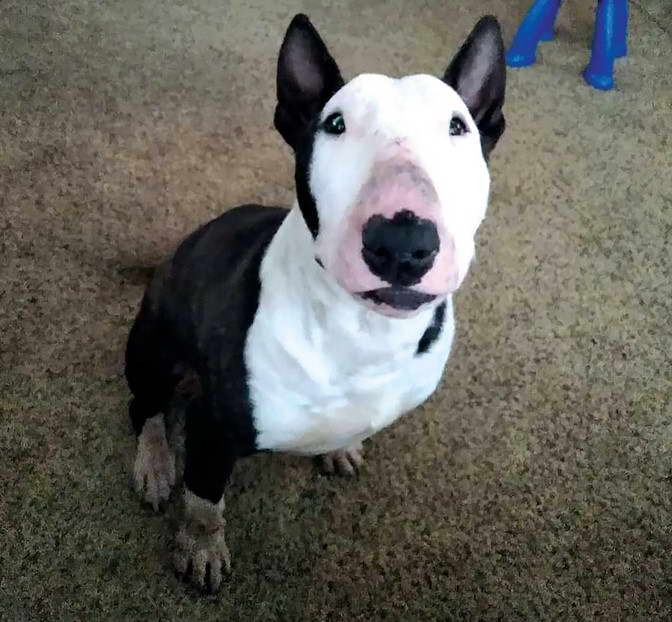 Bull Terrier Rescue AZ