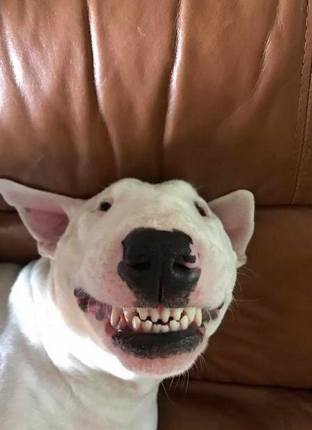 Bull Terrier Smile