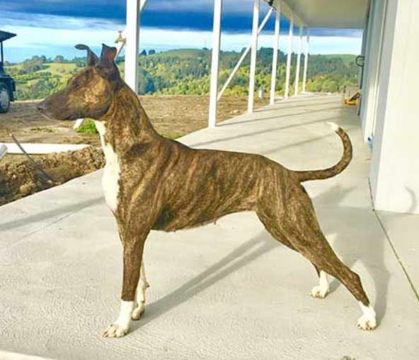 Bull Terrier Whippet Mix