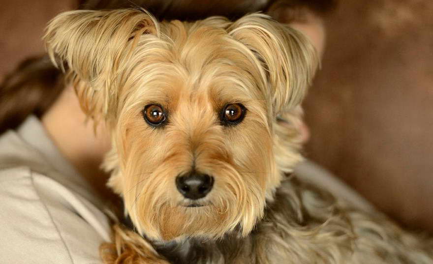 Cairn Terrier And Yorkie Mix