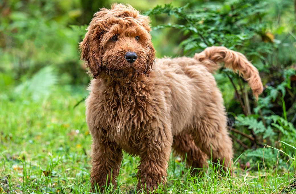 Cockapoo Terrier Mix