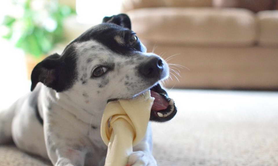 Coonhound Terrier Mix