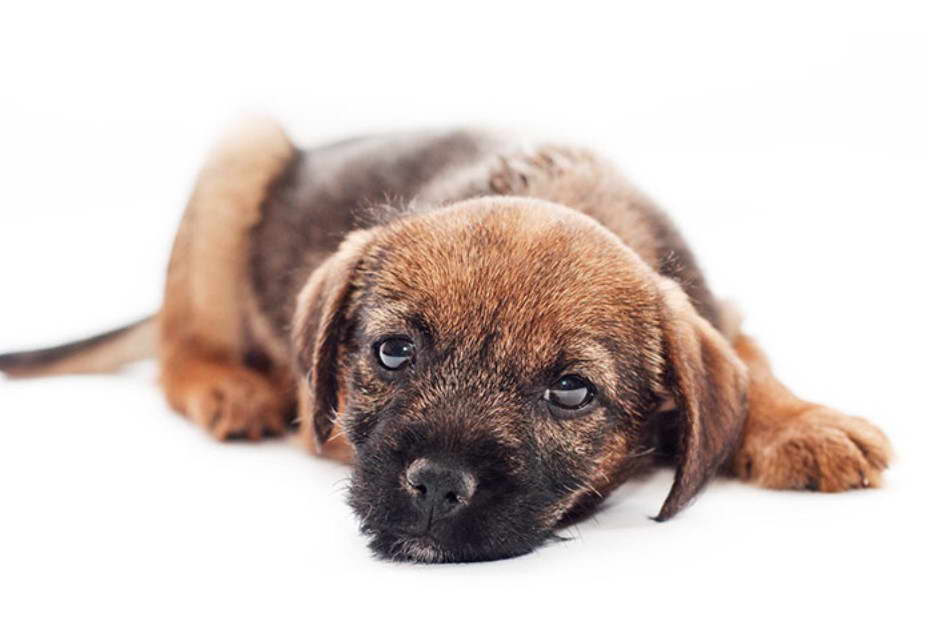 Cute Border Terrier Puppy