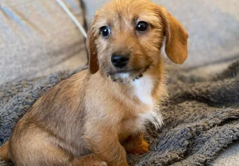 Dotson Terrier Mix