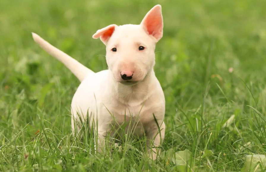 English Bull Terrier Adoption