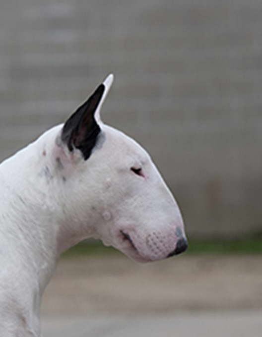 English Bull Terrier Breeders