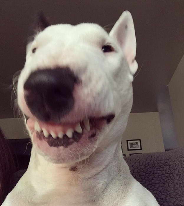 English Bull Terrier Meme