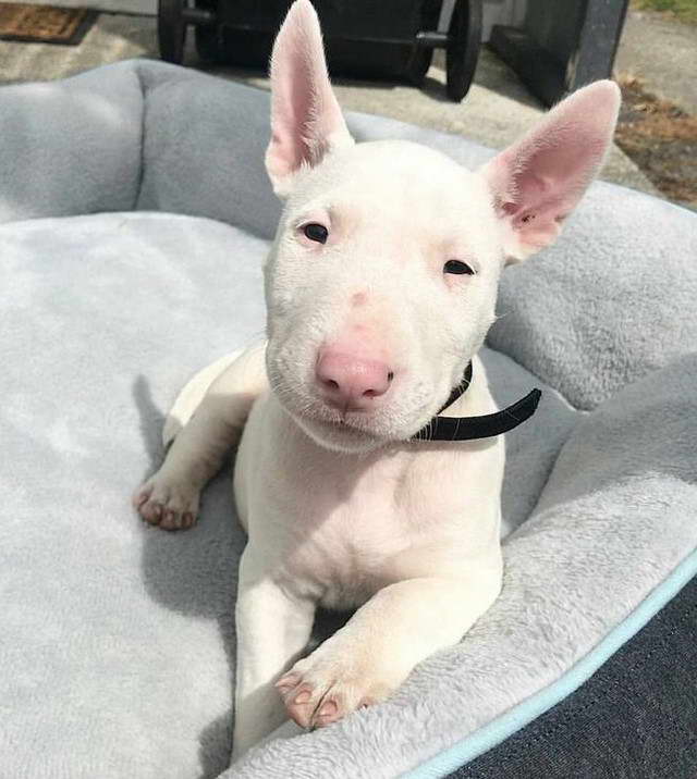 English Bull Terrier Mix