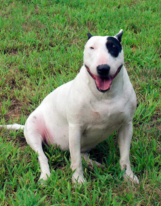 Fat Bull Terrier