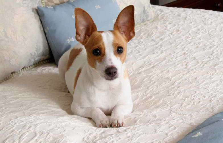 Female Rat Terrier