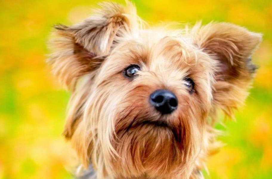 Floppy Eared Terrier