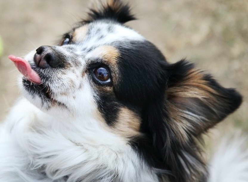 Fluffy Boston Terrier