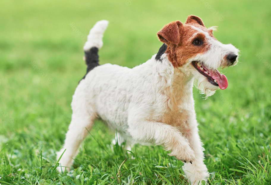 Fox Terrier For Sale Near Me