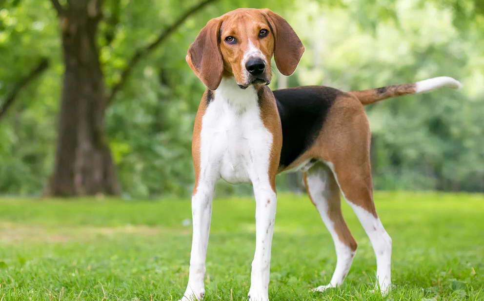 Foxhound Terrier Mix