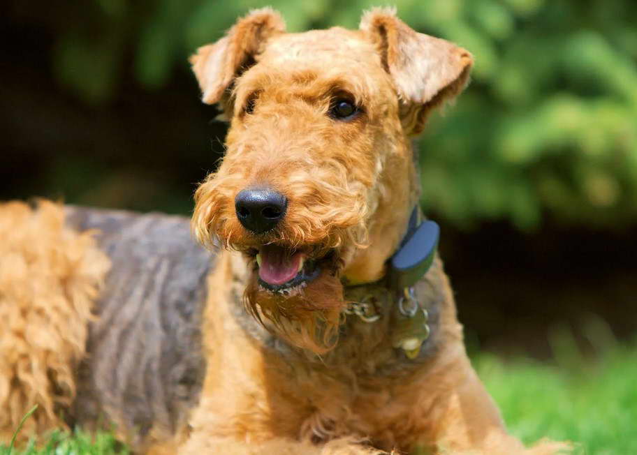 Free Airedale Terrier Puppies