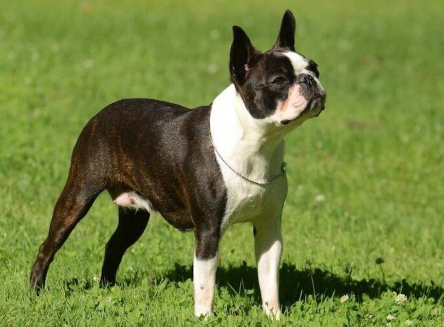 Frenchie Mixed With Boston Terrier