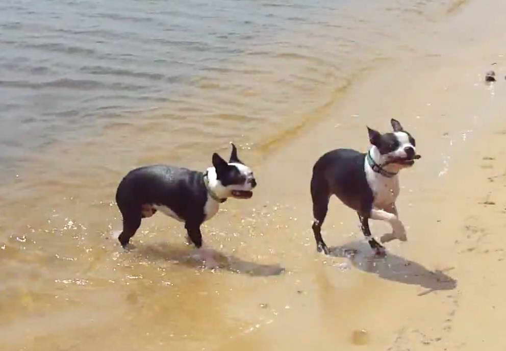 Funny Boston Terrier Videos